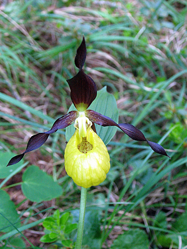 Cypripedium calceolus / Scarpetta di Venere